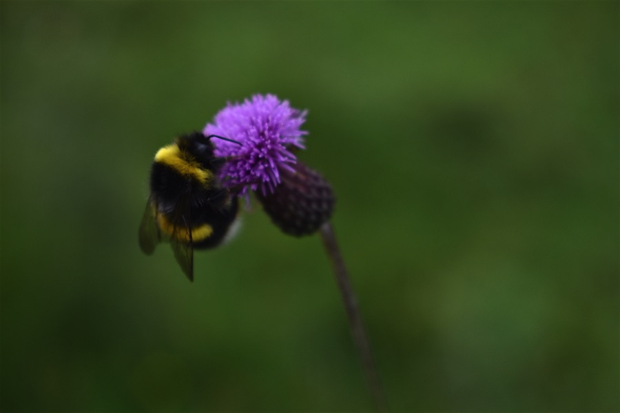 Bumblebee on thistle